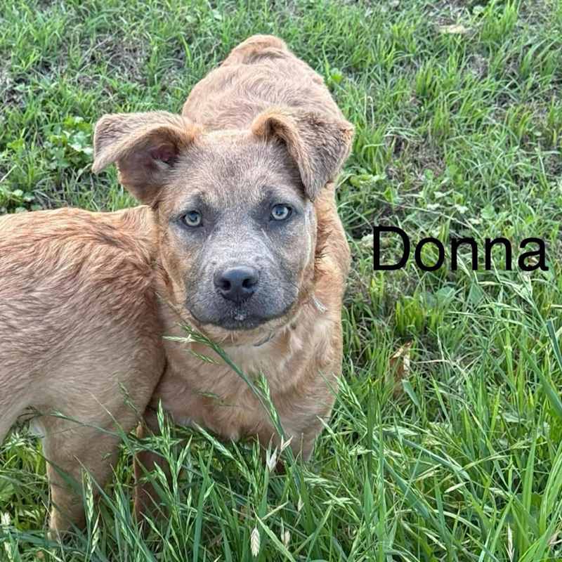 Photo of Donna KA #image