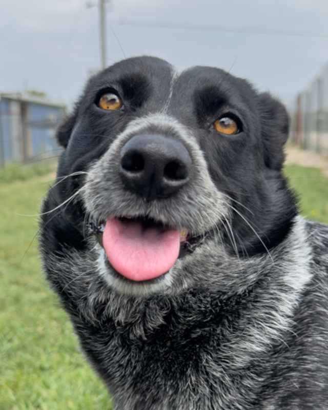 Photo of Zinger #image