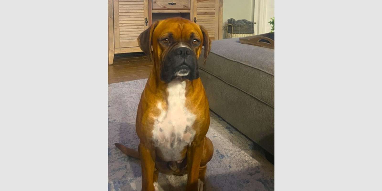 Photo of Champ III #image