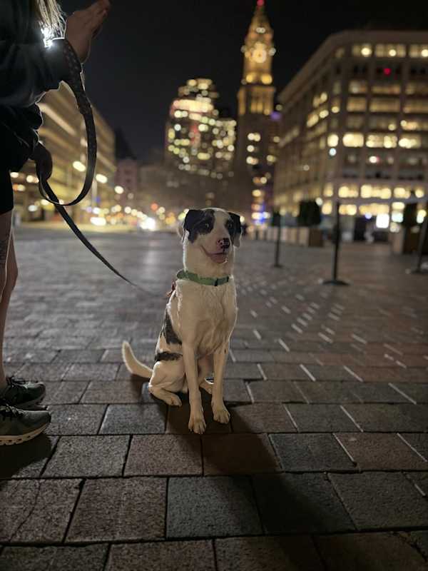 Photo of Pongo -MA #image