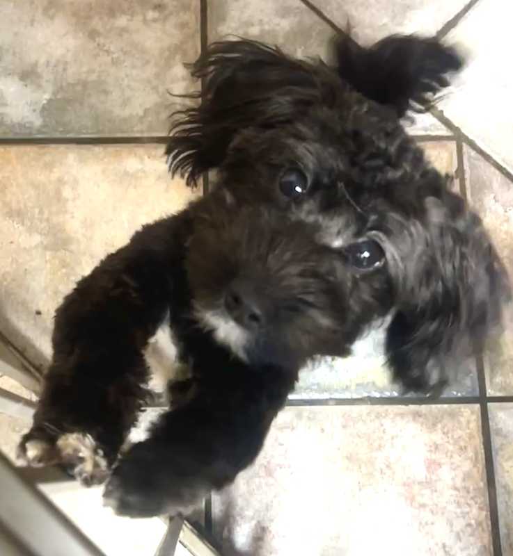 Photo of Millie #image