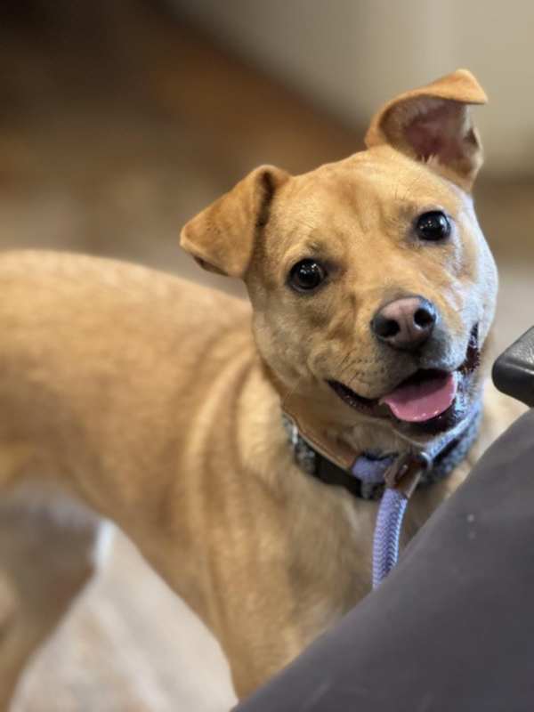 Photo of Lulu #image