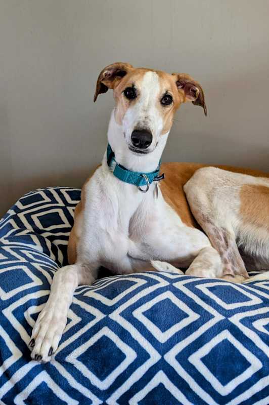 Photo of Pepper Jack #image