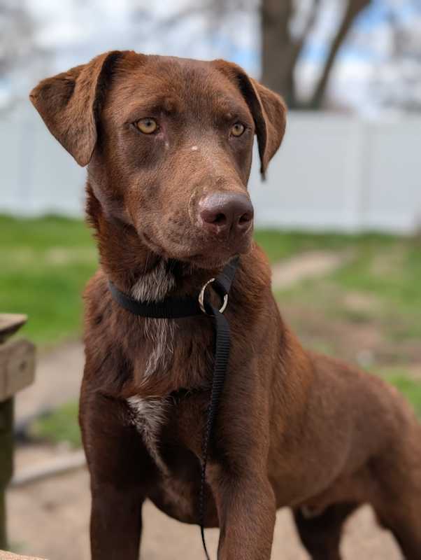 Photo of Sawyer #image