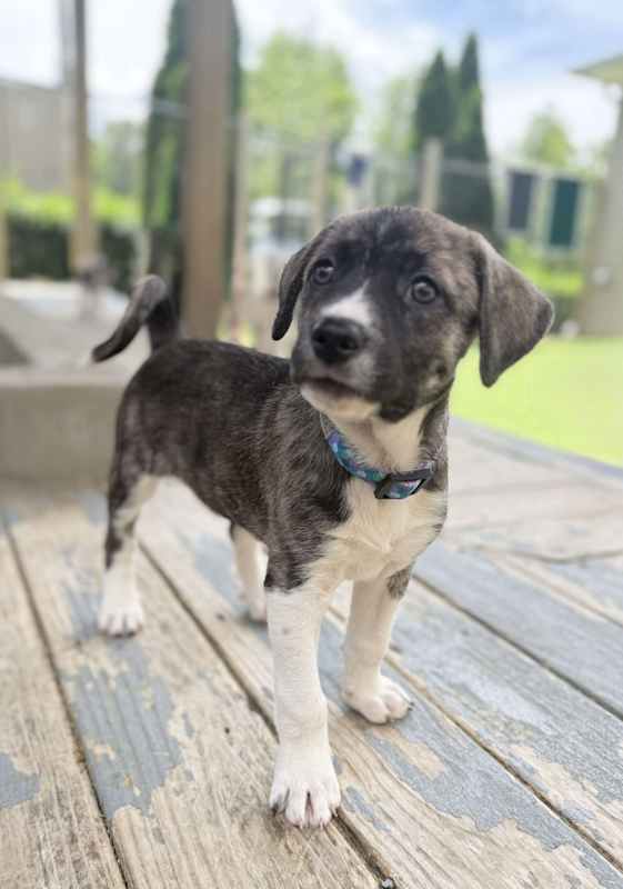 Photo of Brinley #image