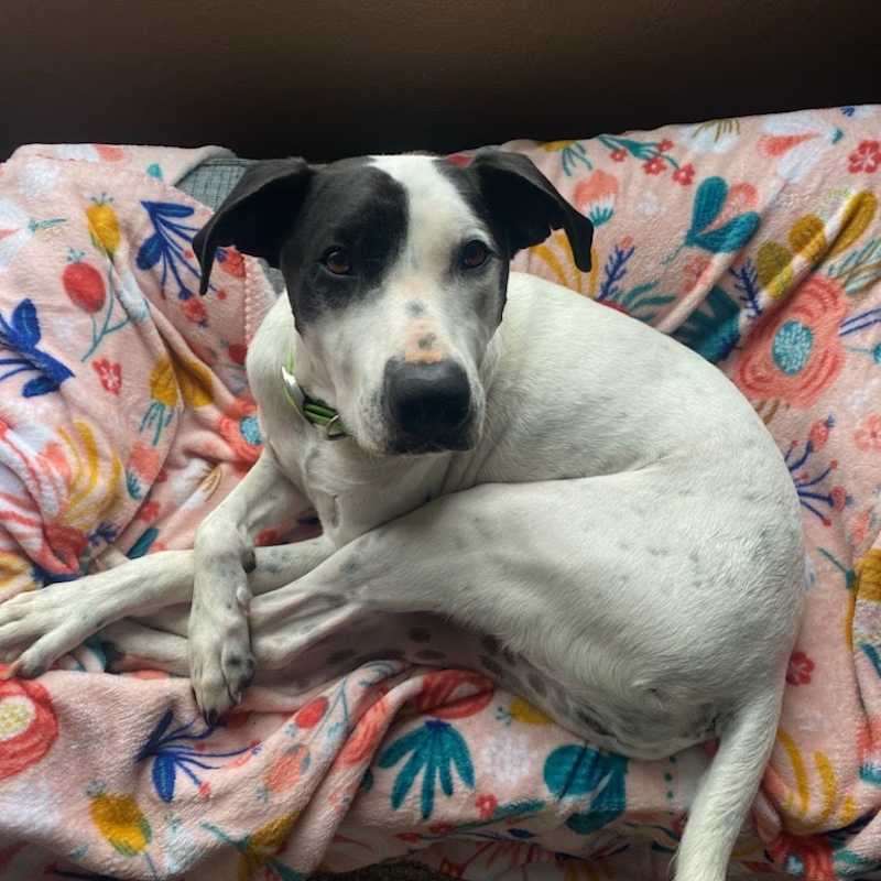 Photo of Ruger #image