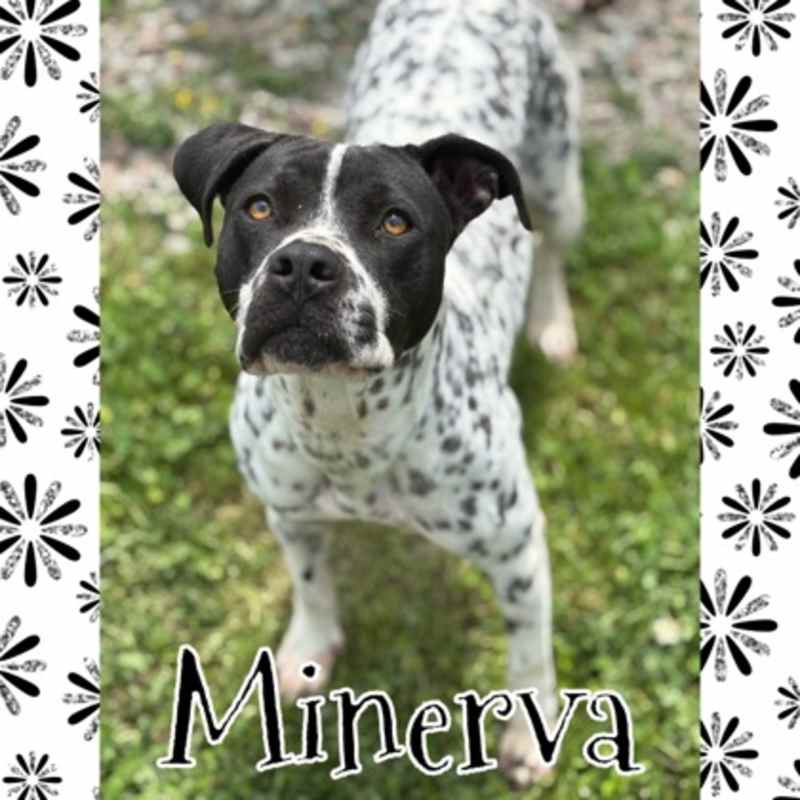 Photo of Minerva #image