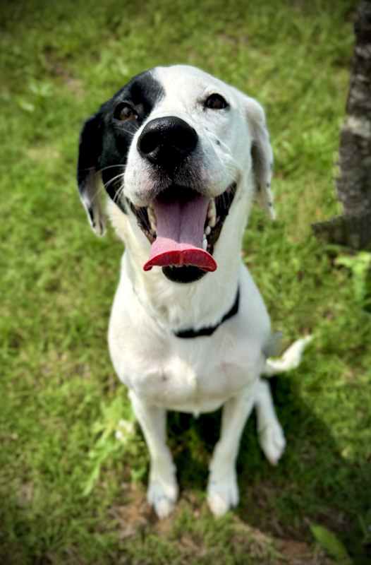 Photo of Nala #image