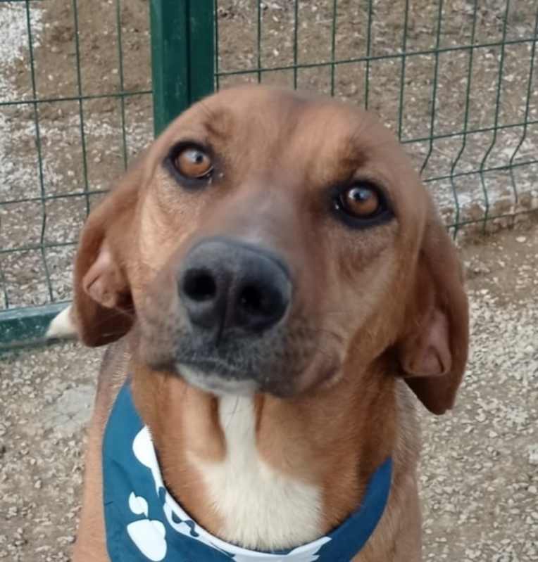 Photo of NOVA (Turkey) kt - Tripaw #image