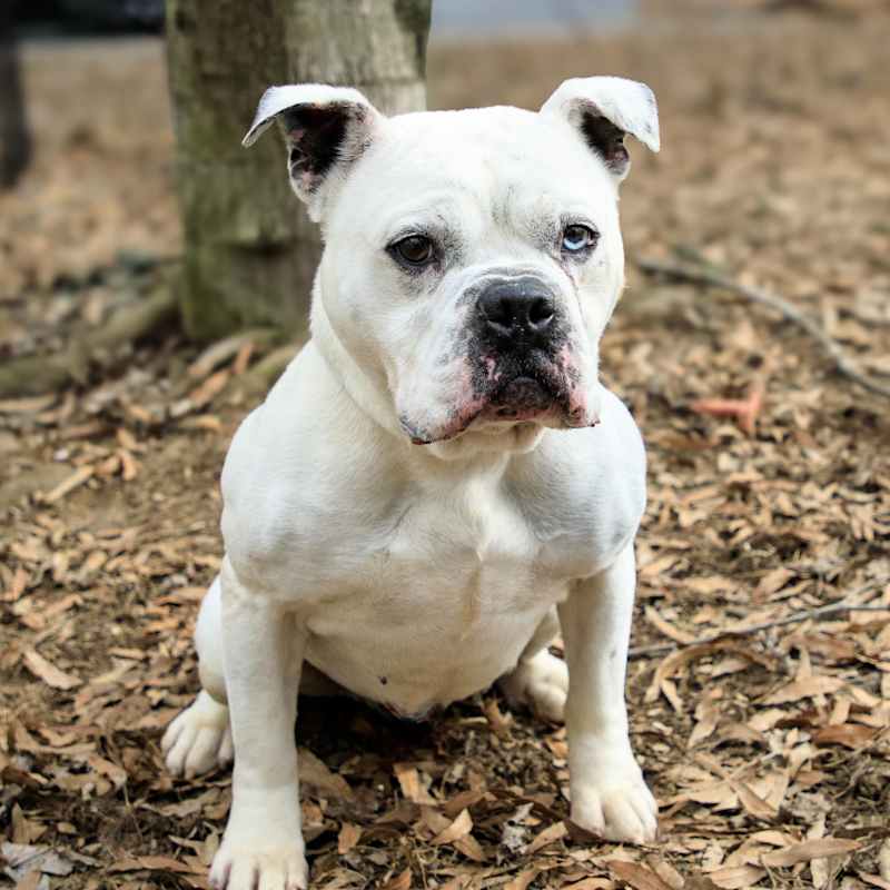 Photo of Hoss #image