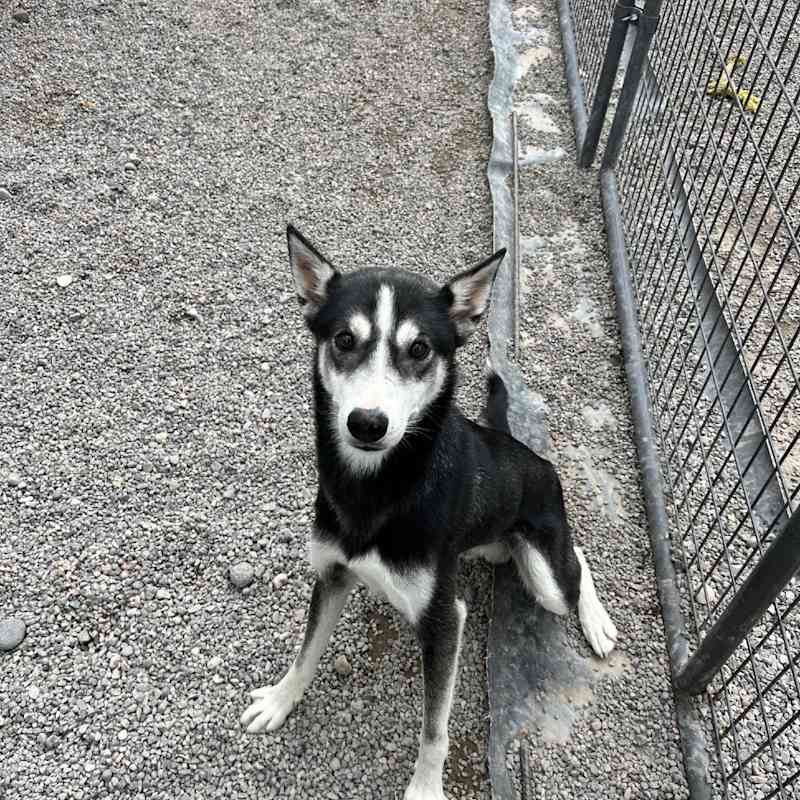 Photo of Kenai #image