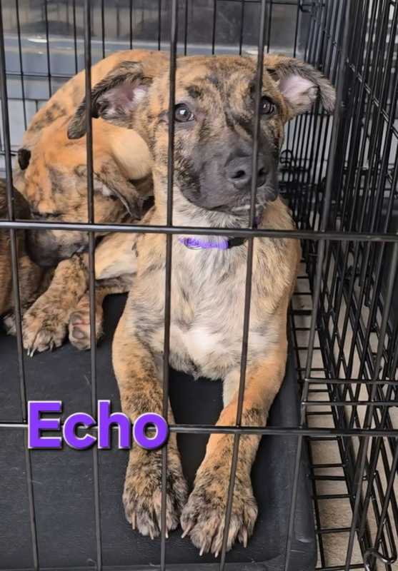 Photo of Echo #image