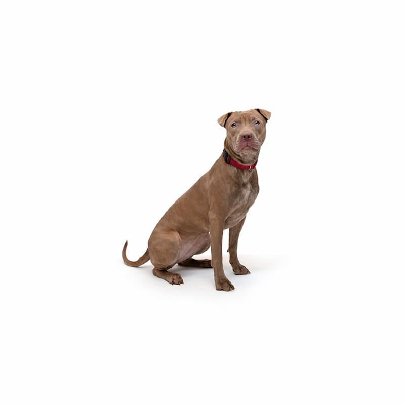 Photo of Honey #image