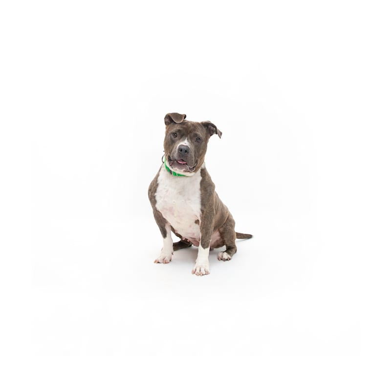 Photo of Blossom #image