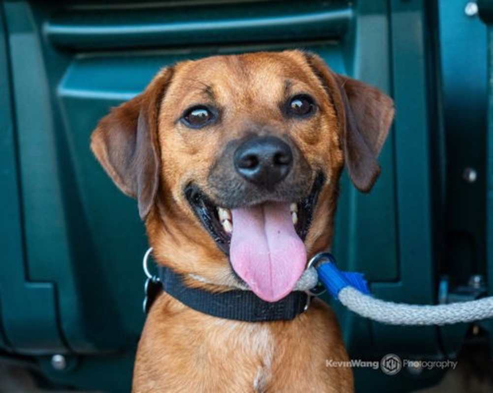 Photo of Chico #image