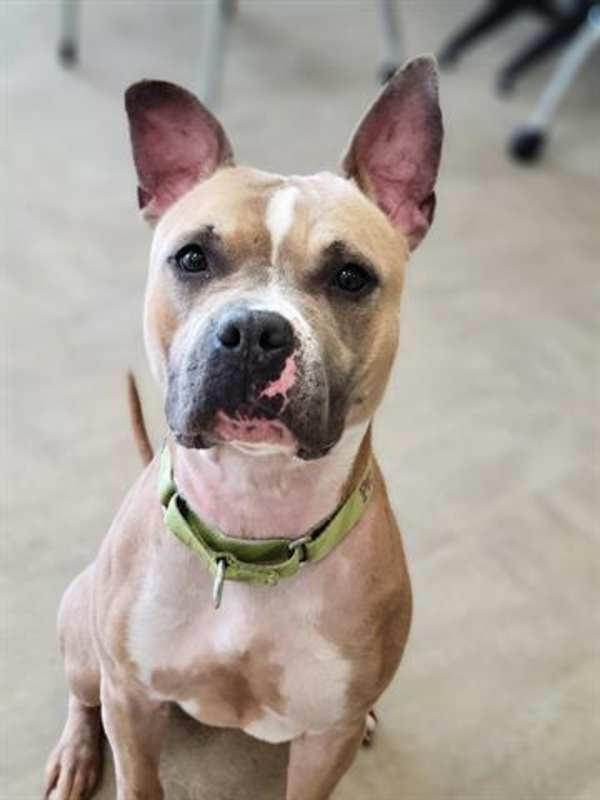 Photo of WHITNEY WIGGLES #image