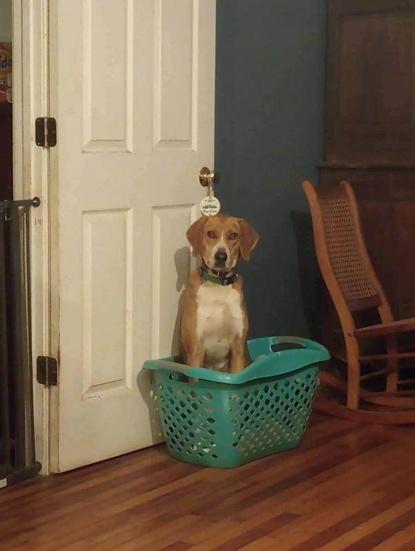 Photo of Henry #image