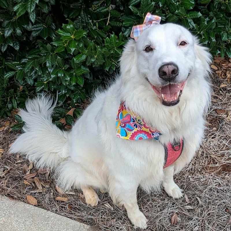 Photo of Snowy #image