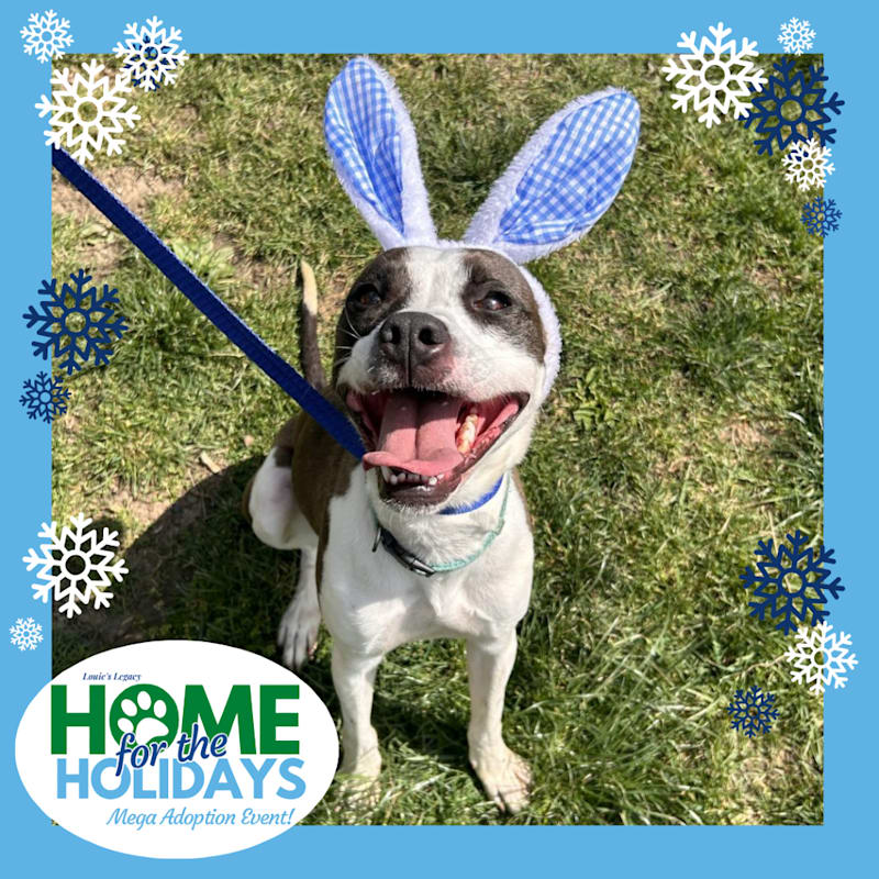 Photo of Pongo #image