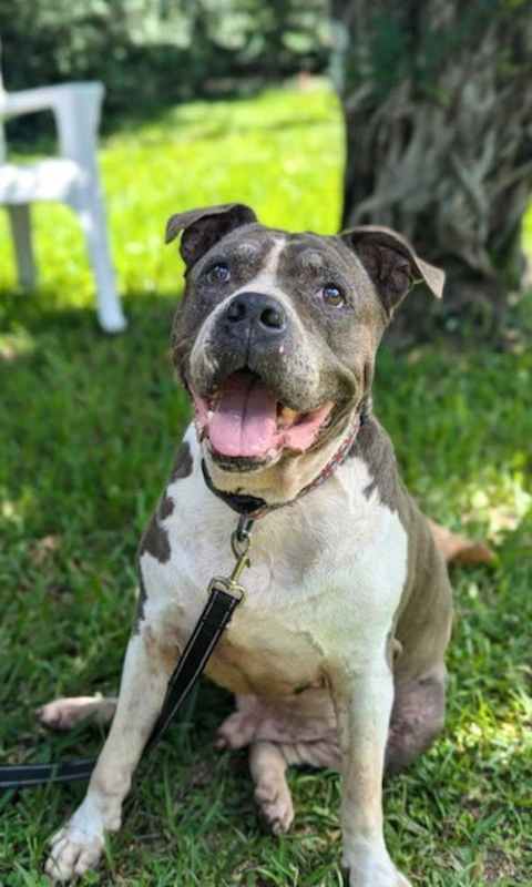 Photo of Tyson #image