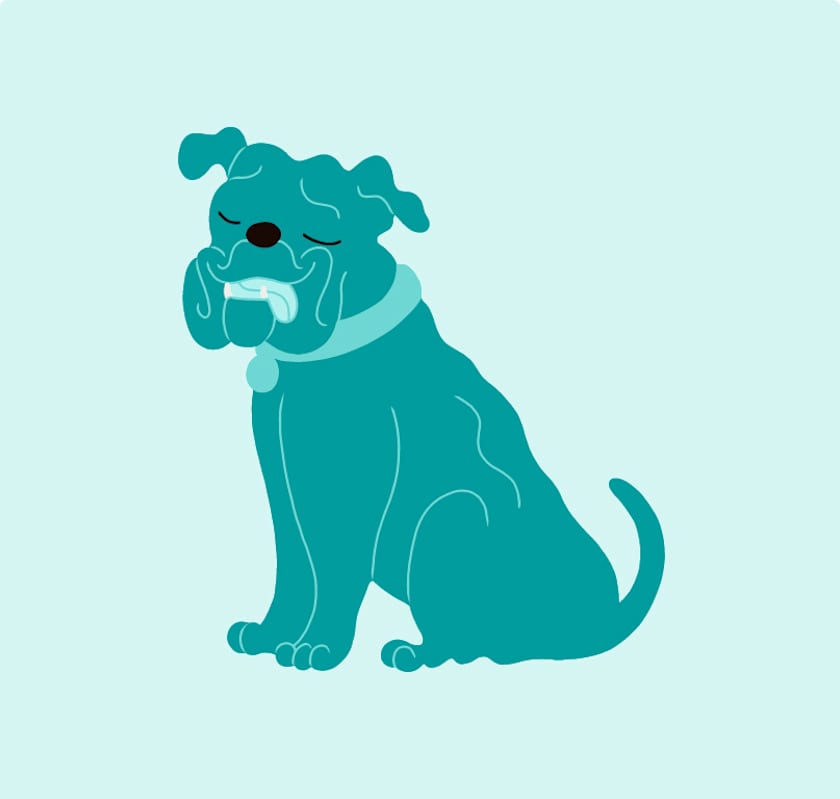 Photo of Ziggy #image