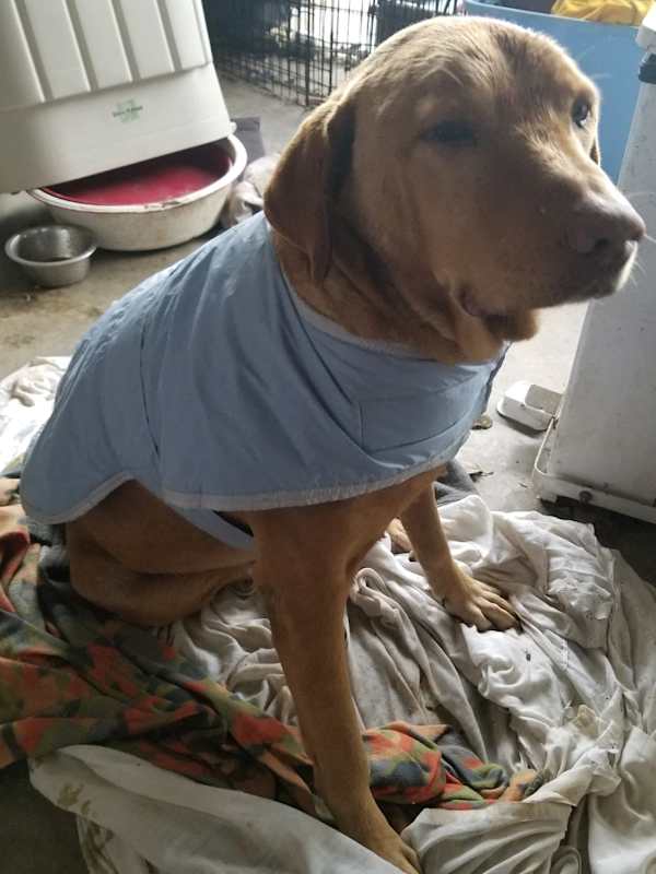 Photo of Toby #image