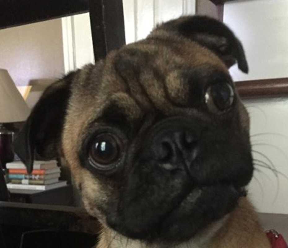 Photo of Jake #image
