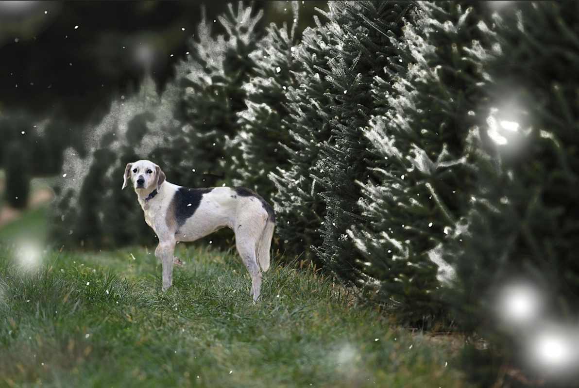 Photo of Sponsorship only/Daisy #image