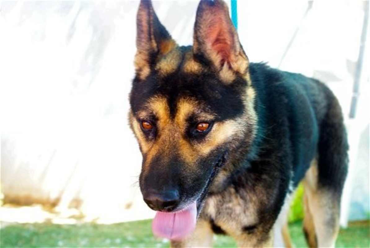 Photo of Sarge - #image