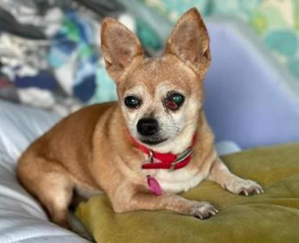 Photo of Daisy #image