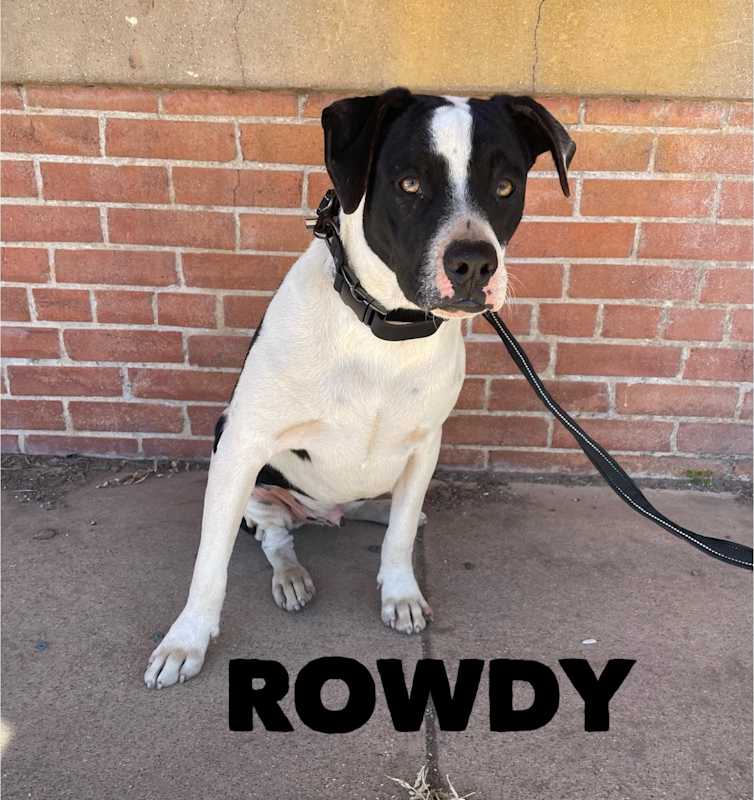 Photo of Rowdy #image