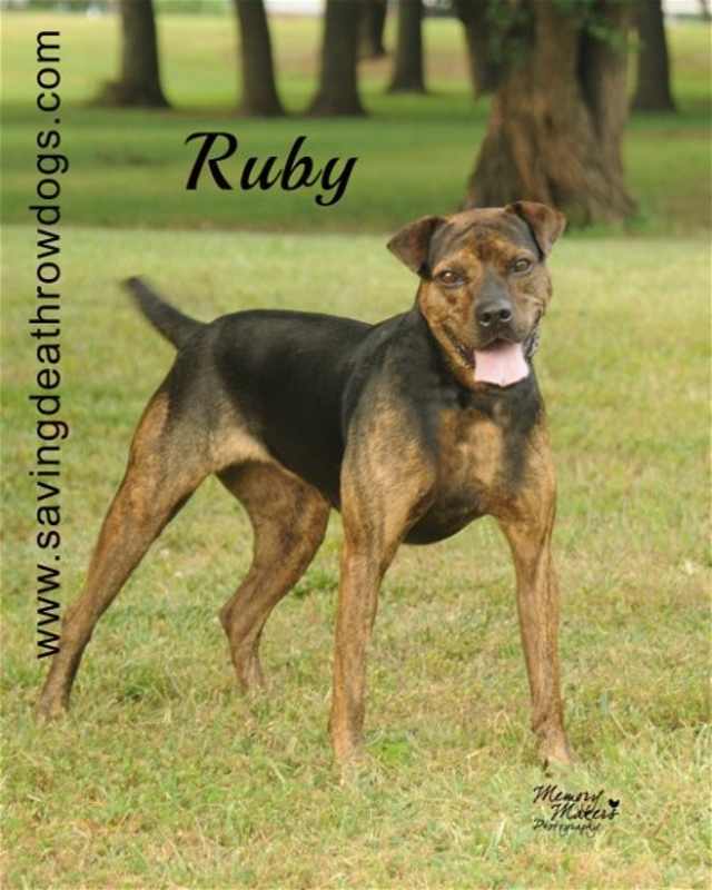 Photo of Ruby #image