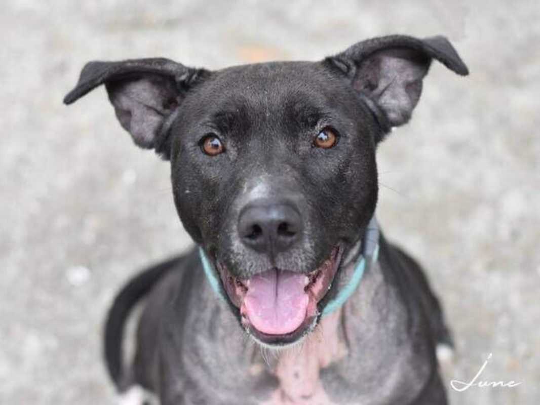 Photo of Junebug #image