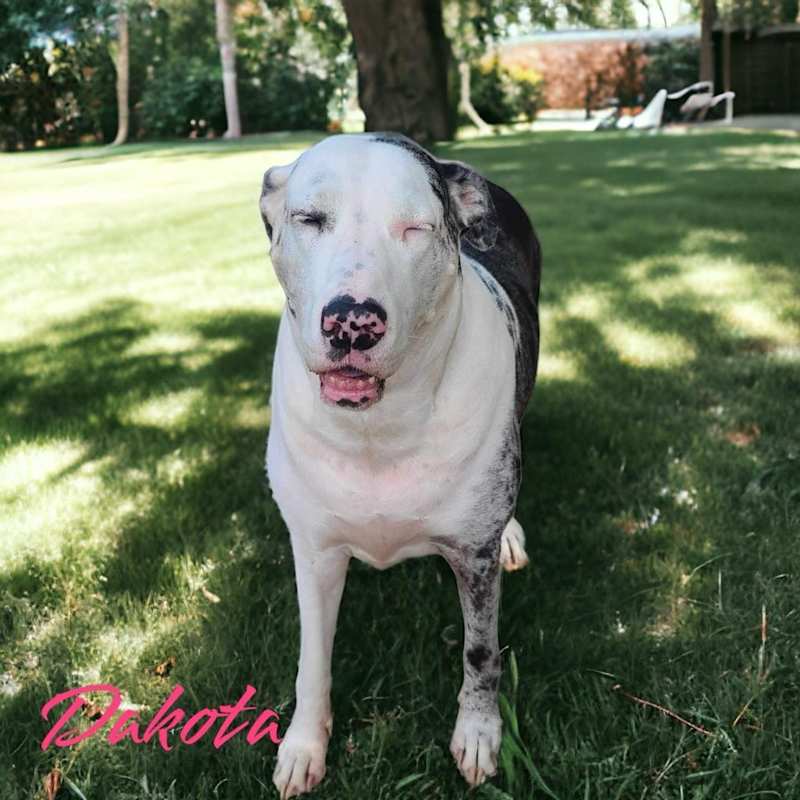 Photo of Dakota #image