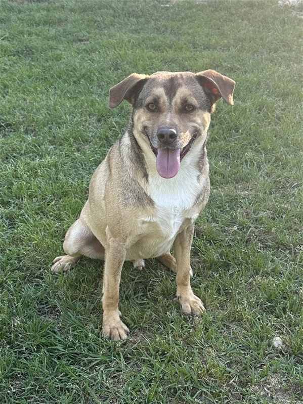 Photo of Buddy #image