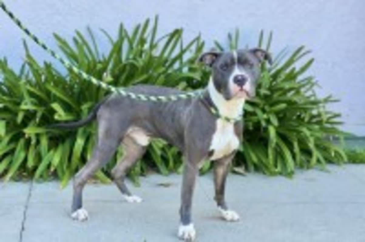 Photo of Valentine #image