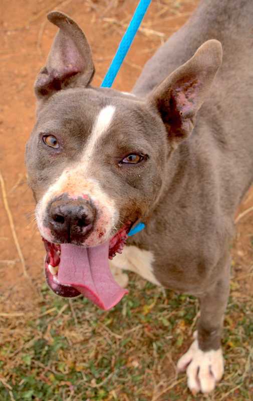 Photo of DOZER #image