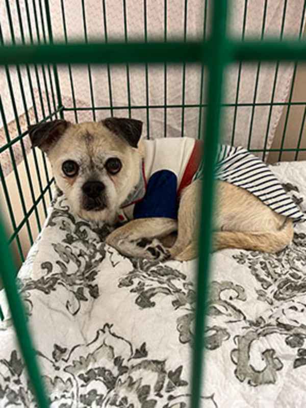 Photo of Pugsley #image
