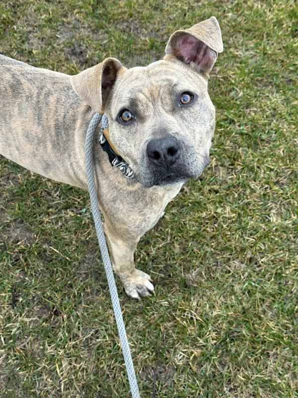 Photo of Dottie #image