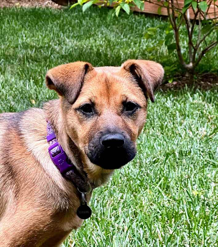 Photo of Bailey #image