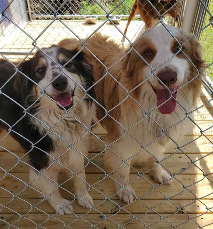 Photo of Daisy #image