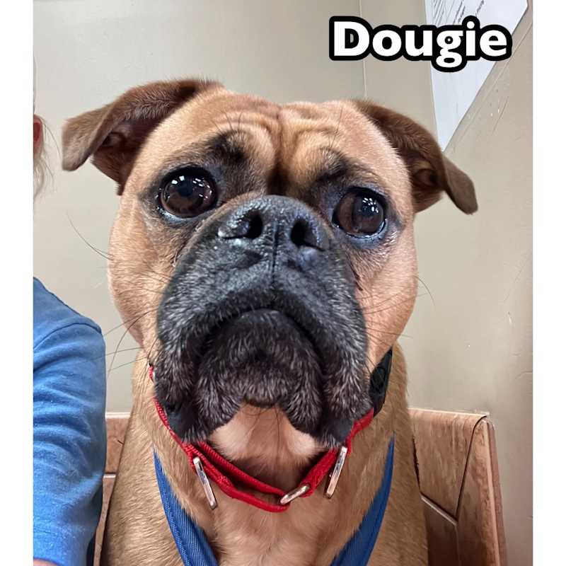 Photo of Dougie #image