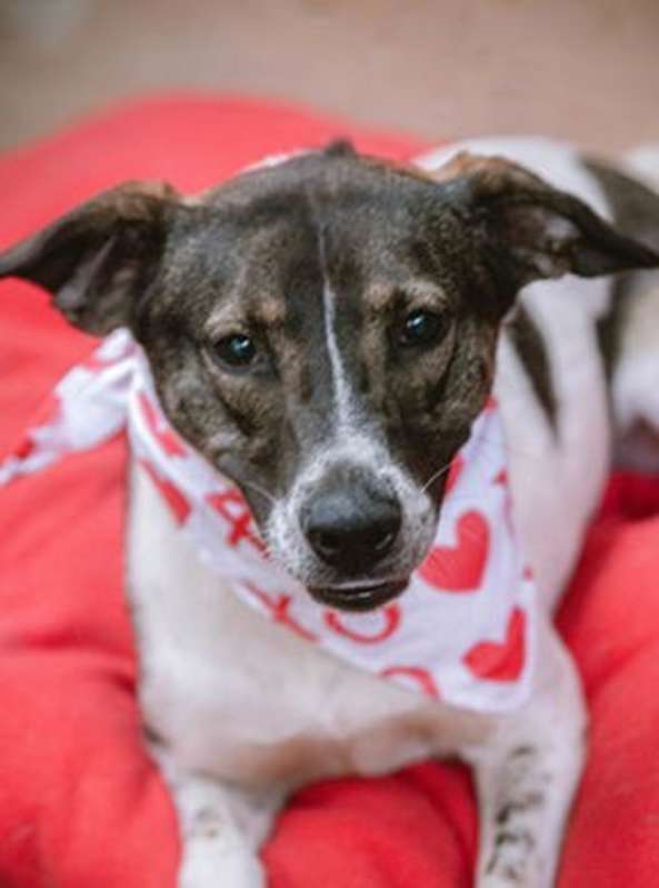 Photo of Libra #image