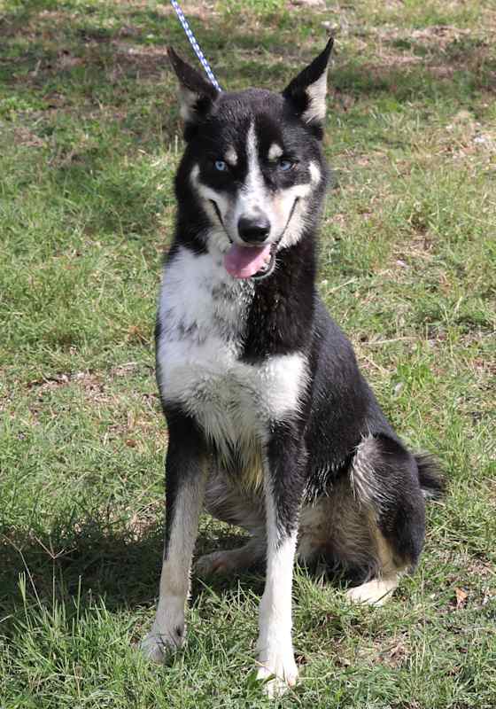 Photo of Ryker #image