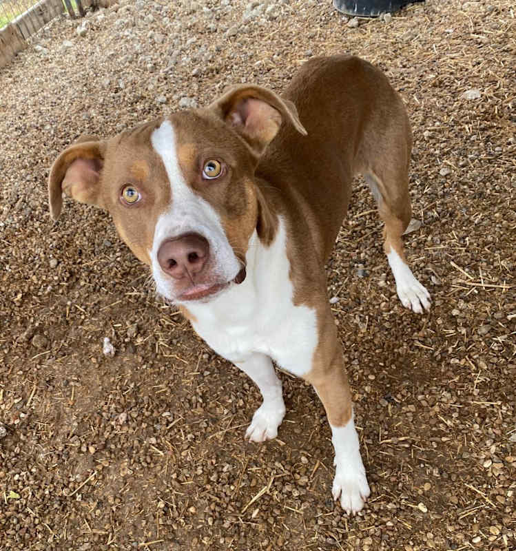 Photo of Scooby #image