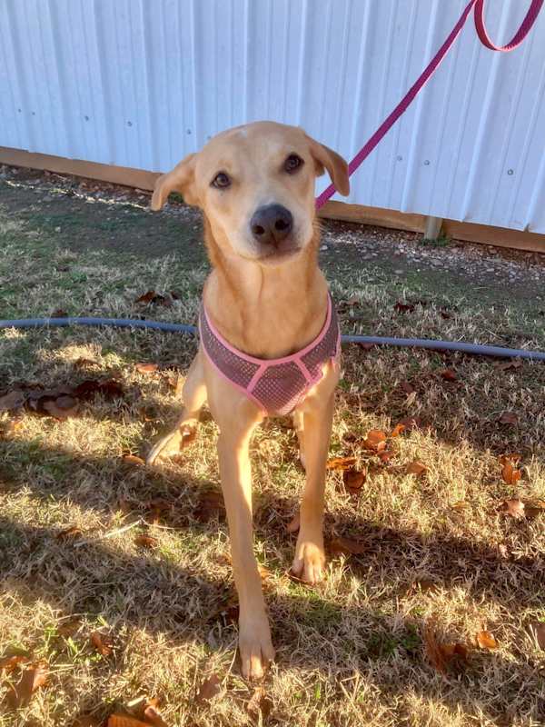 Photo of Honey #image