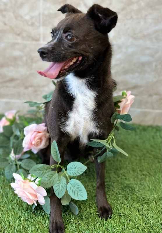 Photo of Lulu #image