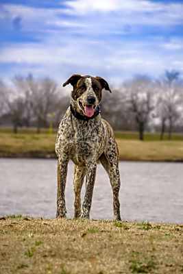 Photo of Willie #image