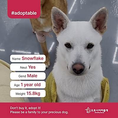 Photo of Snowflake(D) #image