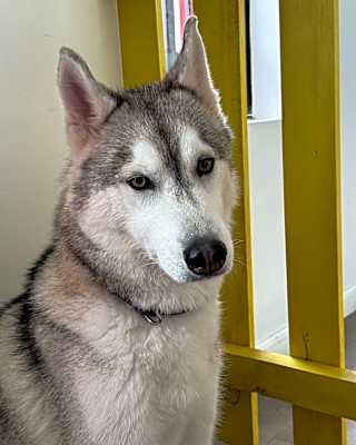 Photo of Simba #image